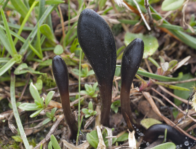 Geoglossum glutinosum